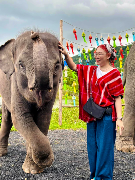 Kerchor Elephant Family Phuket Discount